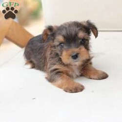 Rocky/Yorkie									Puppy/Male	/August 26th, 2025,Rocky is a part of the absolute dreamiest litter of Yorkies, his dad is chocolate, and his mom is black and tan with a party bloodline . he has an approximate adult weight of 4 to 5 pounds . 