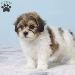 Clarissa/Teddy Bear									Puppy/Female	/10 Weeks,Meet sweet little ! A sweet little Teddy Bear girl that is playful, energetic, adorable, and will be sure to fill your home and heart with lots of love and puppy kisses. She was born on August 30 to Mom Jane (Bichon Frise) and Dad Jackson (Shihtzu) Mom weighs 9 lbs and Dad weighs 14 lbs so we expect  to weigh between 9 and 14 lbs full grown. She is up to date on all her vaccines and dewormer to keep her happy and healthy. She comes with a 30 day health guarantee, plus all her paperwork, food, and a few essentials to make the transition easier for all! If you think  might be the one for you. Please call or text to adopt her today! Or make an appointment to meet her in person or put a deposit on her. Delivery to your home is available for an additional fee.