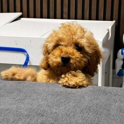 Adopt a dog:Poodle Miniature Puppy – Ready Now/Miniature Poodle/Female/9 weeks,Adorable 8-week-old miniature poodle looking for a loving home.