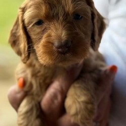 Adopt a dog:Adorable Show type F1 Cockapoo/Cockapoo/Female/7 weeks,ONE Golden BOY AVAILABLE Fantastic litter of F1 cockapoos - puppies are being reared in our busy family home along with their auntie, grandmother, cats and other dogs. Puppies will be well socialised with children and happy with all the noises a busy family home entails. Mum is a KC registered show cocker and our family pet and loves absolutely everyone no matter how big or small they are. She is health tested clear. Dad is a Merle miniature poodle who is extensively health tested and all clear These puppies will make fantastic, happy new family members. Puppies will leave with their 1st vaccination, vet check, fully wormed and a comprehensive puppy pack and food help them settle into their new homes and I will always be available for any questions or queries once your little bundle of joy is home with you If you would like any further information then please don’t hesitate to get in touch