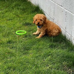 Adopt a dog:Poodle Miniature Puppy – Ready Now/Miniature Poodle/Female/9 weeks,Adorable 8-week-old miniature poodle looking for a loving home.