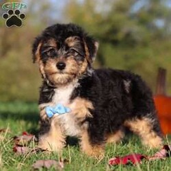 Georgie/Yorkie Poo									Puppy/Male	/12 Weeks,Meet Georgie! This adorable Morkie boy is a tiny bundle of love with a big personality! With his soft, fluffy coat and sparkling eyes, he’s impossible to resist. Georgie loves to be the center of attention and will happily follow you around, always ready for snuggles or a playful adventure. Despite his small size, he has a heart full of love and a playful spirit that will brighten your days. Whether it’s curling up in your lap, chasing his favorite toy, or giving sweet puppy kisses, Georgie knows how to melt hearts in an instant.