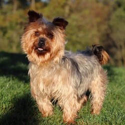 Georgie/Yorkie Poo									Puppy/Male	/12 Weeks,Meet Georgie! This adorable Morkie boy is a tiny bundle of love with a big personality! With his soft, fluffy coat and sparkling eyes, he’s impossible to resist. Georgie loves to be the center of attention and will happily follow you around, always ready for snuggles or a playful adventure. Despite his small size, he has a heart full of love and a playful spirit that will brighten your days. Whether it’s curling up in your lap, chasing his favorite toy, or giving sweet puppy kisses, Georgie knows how to melt hearts in an instant.