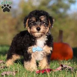 Georgie/Yorkie Poo									Puppy/Male	/12 Weeks,Meet Georgie! This adorable Morkie boy is a tiny bundle of love with a big personality! With his soft, fluffy coat and sparkling eyes, he’s impossible to resist. Georgie loves to be the center of attention and will happily follow you around, always ready for snuggles or a playful adventure. Despite his small size, he has a heart full of love and a playful spirit that will brighten your days. Whether it’s curling up in your lap, chasing his favorite toy, or giving sweet puppy kisses, Georgie knows how to melt hearts in an instant.