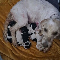 Adopt a dog:2 cockapoo x king charles puppies/Cockapoo/Female/7 weeks,We have 2 cockapoo x king charles female puppies who need a forever home. They will be microchiped and there first round of vaccinations will be done before collectio