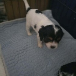 Adopt a dog:2 cockapoo x king charles puppies/Cockapoo/Female/7 weeks,We have 2 cockapoo x king charles female puppies who need a forever home. They will be microchiped and there first round of vaccinations will be done before collectio