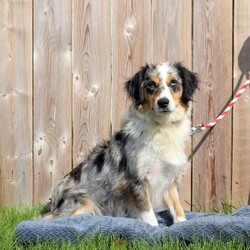 Ollie/Miniature Australian Shepherd									Puppy/Male	/34 Weeks,Ollie is a sweet natured Miniature Australian Shepherd puppy who is great with kids and can be registered with the ASDR. This playful boy is friendly and charming! He is well socialized, family raised with children, and ready to be the best addition to his forever family! Ollie will be seen by a vet and kept up to date on shots and de-wormer. He’ll also come home with a health guarantee provided by the breeders.