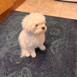 Bichon Frise/Bichon Frise/Female/4 years,Hello, my name is Bobi, I am a 4 year old puppy, I am looking for a new family to love and take care of me, unfortunately my current family is having difficulty keeping me. I am a good puppy, I like playing, I like children