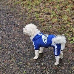 Bichon Frise/Bichon Frise/Female/4 years,Hello, my name is Bobi, I am a 4 year old puppy, I am looking for a new family to love and take care of me, unfortunately my current family is having difficulty keeping me. I am a good puppy, I like playing, I like children