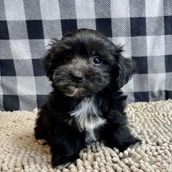 Raven/Coton de Tulear Mix									Puppy/Female	/July 27th, 2025,Meet Raven a sweet little Poo/ton  mom is a Coton de Tulear and dad a Poodle.     Microchipped, vet checked and shots are up to date.    Lavern Reifff license # 3221