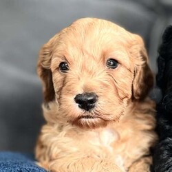 Adopt a dog:F1 gorgeous cockapoo puppies 2 boys /Cockapoo/Female/5 weeks,F1 cockapoo puppies  2 boys , 5 weeks old, born and raised in the heart of our home .