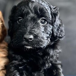 Adopt a dog:F1 gorgeous cockapoo puppies 2 boys /Cockapoo/Female/5 weeks,F1 cockapoo puppies  2 boys , 5 weeks old, born and raised in the heart of our home .