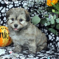 Lily/Havanese									Puppy/Female	/August 9th, 2025,Meet your new BFF, Lily! This fluffy Havanese puppy is vet checked & up to date on shots & wormer. He is registered with the ACA, plus comes with a health guarantee provided by the breeder! Lily is well socialized & currently being family raised with children!