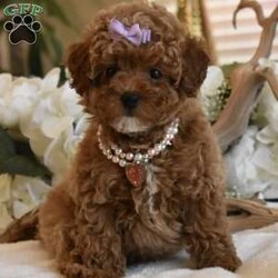 Coco/Toy Poodle									Puppy/Female	/15 Weeks,Beautiful AKC Registered litter of Red Poodle pups now ready to go to their new homes, they have age appropriate vaccinations and deworming, they are also Microchipped and Registered, my Pups will be in the 6 to 8lbs Range, they have been fed premium food and bottled water since being weaned, we have started on potty training getting them use to going potty on potty pads, and now that they have been vaccinated they can start to learn to go potty outside, they all have playful sweet loving personalities, they are not Yappy at all, very loving and silly and not hyperactive, each pup will come with all paperwork and registration papers etc as well as a puppy starter kit that will include, new feeding bowl, treats, toys, starter food, potty training pads etc, You are welcome to come to my home meet the pups and their parents and see if its a good fit, if you are not in the area meeting at a halfway point can be arranged if its within a 3hr drive, if shipping is needed shipping to any major airport can be arranged with the pup escorted by a shipping nanny for an additional $650, call or text if you would like to come see the pups, thanks