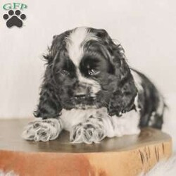 Mona/Cocker Spaniel									Puppy/Female	/8 Weeks,Meet our AKC Cocker Spaniel puppies! They are family raised and love to follow our three year old everywhere! 