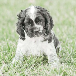 Mona/Cocker Spaniel									Puppy/Female	/8 Weeks,Meet our AKC Cocker Spaniel puppies! They are family raised and love to follow our three year old everywhere! 