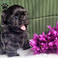Hazel/Shih Tzu									Puppy/Female	/12 Weeks,Hazel is a very Lively and well socialized puppy. She has a beautiful blue coat plus an AKC registration and is tested with embark. Please contact us to make sweet Hazel your  very own puppy!