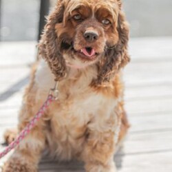 Mona/Cocker Spaniel									Puppy/Female	/8 Weeks,Meet our AKC Cocker Spaniel puppies! They are family raised and love to follow our three year old everywhere! 