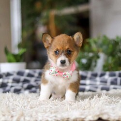 Chloe/Pembroke Welsh Corgi									Puppy/Female	/7 Weeks, With her signature short legs, fluffy coat, and perky ears, she’s the picture of Corgi cuteness. Playful, affectionate, and full of personality, she embodies everything people love about this intelligent and lively breed. After a day of fun and adventure, she’s quick to switch gears and become a cuddle expert, ready to melt your worries away with her warmth and love. Whether she’s chasing toys, exploring the outdoors, or curling up for a cozy nap, her charm is simply irresistible.