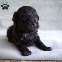 Mindy/Toy Poodle									Puppy/Female	/7 Weeks,Meet the beautiful, Mindy! She is a sweet toy poodle, waiting to find her forever family. She will be approximately 4-6lbs fully grown. She has been well socialized with other dogs, and our children. She is AKC registered, microchipped, and is up to date on shots, and wormer. You need to meet her in person to see how smart & sweet she is. Reach out today to make her yours!