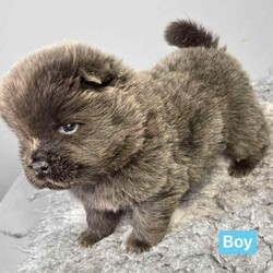 Chowchow puppy’s/Chow Chow/Female/4 weeks,Beautiful litter of chow chow pups looking for their forever homes .born 20th October .will come with first vaccination and all will be kc registered.pictures of mum and dad can be seen in the ad.3 girls and 1 blue boy .deposits now being took for these beautiful pups .viewings now being took. 
