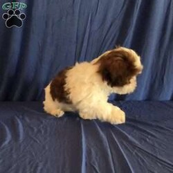 Harper/Shih Tzu									Puppy/Male	/10 Weeks,Harper is a very sweet and well socialized  puppy. He loves to romp and play with his siblings.He has a beautiful  liver, chocolate color.His parents  are approximately  8 #. Please contact us to make sweet  Harper your very own puppy!