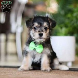 Travis/Morkie / Yorktese									Puppy/Male	/8 Weeks,Meet Travis, our adorable Morkie boy with a heart full of sweetness and a personality that shines! This handsome little guy is the perfect mix of his Maltese and Yorkie parents—loving, playful, and irresistibly cute. With his soft, fluffy coat and bright, curious eyes, Travis is sure to steal your heart the moment you meet him. He loves to play, explore, and snuggle up for cozy naps, making him the perfect companion for both fun and relaxation.