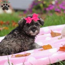 Charity/Miniature Schnauzer									Puppy/Female	/8 Weeks,Charity is a sweet little AKC Miniature Schnauzer with a big heart and an even bigger personality. Her soft, shiny coat and bright, twinkling eyes are impossible to resist, and her playful, friendly nature makes her the kind of puppy everyone falls in love with. Charity enjoys exploring new places, playing with her toys, and curling up for cozy naps — the perfect mix of energy and affection.