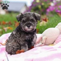 Charity/Miniature Schnauzer									Puppy/Female	/8 Weeks,Charity is a sweet little AKC Miniature Schnauzer with a big heart and an even bigger personality. Her soft, shiny coat and bright, twinkling eyes are impossible to resist, and her playful, friendly nature makes her the kind of puppy everyone falls in love with. Charity enjoys exploring new places, playing with her toys, and curling up for cozy naps — the perfect mix of energy and affection.