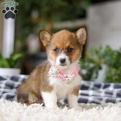 Chloe/Pembroke Welsh Corgi									Puppy/Female	/7 Weeks, With her signature short legs, fluffy coat, and perky ears, she’s the picture of Corgi cuteness. Playful, affectionate, and full of personality, she embodies everything people love about this intelligent and lively breed. After a day of fun and adventure, she’s quick to switch gears and become a cuddle expert, ready to melt your worries away with her warmth and love. Whether she’s chasing toys, exploring the outdoors, or curling up for a cozy nap, her charm is simply irresistible.