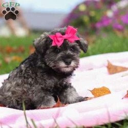 Charity/Miniature Schnauzer									Puppy/Female	/8 Weeks,Charity is a sweet little AKC Miniature Schnauzer with a big heart and an even bigger personality. Her soft, shiny coat and bright, twinkling eyes are impossible to resist, and her playful, friendly nature makes her the kind of puppy everyone falls in love with. Charity enjoys exploring new places, playing with her toys, and curling up for cozy naps — the perfect mix of energy and affection.
