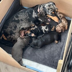 Miniature dachshund puppies for sale!!!/Dachshund/Female/3 weeks,Our beautiful dogs have had puppies. Both dogs are 4 years old and this is our first and only litter. Both dogs are kC registered. The puppies will have 1st and 2nd vaccinations paid for and microchipped. They will be wormed and flead and vet checked. 