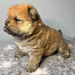 Chowchow puppy’s/Chow Chow/Female/4 weeks,Beautiful litter of chow chow pups looking for their forever homes .born 20th October .will come with first vaccination and all will be kc registered.pictures of mum and dad can be seen in the ad.3 girls and 1 blue boy .deposits now being took for these beautiful pups .viewings now being took. 