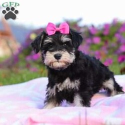 Lexi/Miniature Schnauzer									Puppy/Female	/9 Weeks,Lexi is an adorable little AKC Mini Schnauzer with a loving heart and a bright, lively spirit. Her soft, glossy coat and sparkling eyes make her absolutely irresistible. She’s full of personality — playful, curious, and affectionate all at once. Whether she’s busy chasing her toys, exploring her surroundings, or snuggling up for a nap, Lexi brings joy and sweetness to every moment.