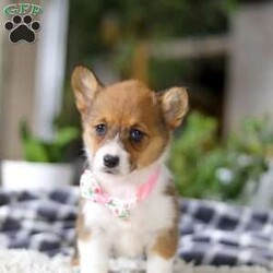 Chloe/Pembroke Welsh Corgi									Puppy/Female	/7 Weeks, With her signature short legs, fluffy coat, and perky ears, she’s the picture of Corgi cuteness. Playful, affectionate, and full of personality, she embodies everything people love about this intelligent and lively breed. After a day of fun and adventure, she’s quick to switch gears and become a cuddle expert, ready to melt your worries away with her warmth and love. Whether she’s chasing toys, exploring the outdoors, or curling up for a cozy nap, her charm is simply irresistible.