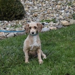 Skittles/Toy Poodle									Puppy/Male	/8 Weeks,I offer a one year health guarantee. Up to date on shots and dewormings. Skittles is well socialized and loves attention. He is great with kids and other pets. I’m looking for a loving indoor home. Shipping options are available anywhere in the US. All Sunday calls are returned on Mondays. Thanks Jon