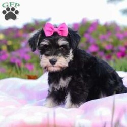 Lexi/Miniature Schnauzer									Puppy/Female	/9 Weeks,Lexi is an adorable little AKC Mini Schnauzer with a loving heart and a bright, lively spirit. Her soft, glossy coat and sparkling eyes make her absolutely irresistible. She’s full of personality — playful, curious, and affectionate all at once. Whether she’s busy chasing her toys, exploring her surroundings, or snuggling up for a nap, Lexi brings joy and sweetness to every moment.