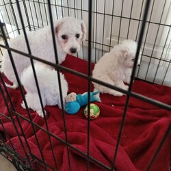 Bichon Frise Pups/Bichon Frise/Female/9 weeks,Full breed pups. Mother an father family pets. Non shed. Very playful. First vaccination. Ready to go. Male an female 