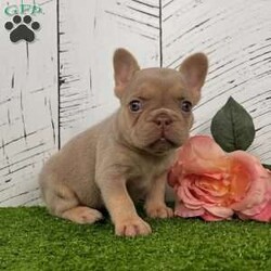 Pollie/French Bulldog									Puppy/Female	/12 Weeks,With her soft coat, captivating blue eyes, and rare newshade and tan coloring, Pollie is a French Bulldog that immediately stands out. She’s a purebred AKC registered Frenchie built with excellent structure, compact frame, and a charming, expressive face that wins everyone over. Details: Birthdate: September 5, 2025 Purebred AKC Registered Color: Newshade & Tan Blue Eyes Microchipped Up to date on all shots and dewormings Comes with a health guarantee Pollie has been raised with care in a family setting, surrounded by love and attention. She’s playful yet gentle, confident yet sweet — the perfect balance for a companion who fits seamlessly into family life. Her outstanding quality and rare color also make her a beautiful prospect for breeders seeking something special. Delivery available right to your door! Contact us today to bring Pollie home: Pollie is the total package — rare genetics, beautiful color, and a friendly personality that makes her impossible not to love.