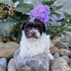 Annie/Havanese									Puppy/Female	/11 Weeks,Meet Annie – The Chocolate & White Havanese Sweetheart! Annie is a beautiful purebred AKC registered Havanese puppy with a stunning chocolate and white coat and those classic expressive eyes that melt hearts instantly! Details: • Birthdate: September 7, 2025 • Color: Chocolate & White • AKC Registered • Microchipped • Up to date on all shots & dewormings • Comes with a health guarantee Annie is family raised and well socialized, making her the perfect addition to any loving home. She’s playful, affectionate, and ready to bring joy to your family! Delivery available right to your door! Don’t wait—Annie won’t stay available for long!