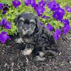Cookie/Havanese									Puppy/Female	/11 Weeks,Meet Cookie – The Adorable Black & Tan Havanese Treasure! Cookie is a purebred AKC registered Havanese puppy with a beautiful black and tan coat and big, soulful eyes that are impossible to resist. Her sweet and playful nature makes her the perfect little companion for any home. Details: • Birthdate: September 12, 2025 • Color: Black & Tan • AKC Registered • Microchipped • Up to date on all shots & dewormings • Comes with a health guarantee Cookie has been family raised and well socialized, ensuring she’s friendly, confident, and ready to bond with her new family. She’s full of personality and charm—sure to bring warmth and happiness wherever she goes. Delivery available right to your door! Make Cookie yours today—an irresistible little Havanese ready to fill your home with love and laughter.