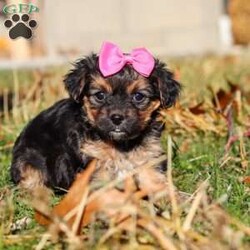 Melody/Yorkie Poo									Puppy/Female	/7 Weeks,I’m an absolutely adorable Yorkiepoo puppy with a sweet personality and more charm than my tiny body can hold. I love to bounce around, snuggle into warm laps, and brighten everyone’s day with my playful energy. My soft, fluffy coat and bright, expressive eyes make me irresistible, and I’m always ready for affection, adventures, and all the cozy cuddles you can give. I may be small, but my heart is overflowing with love—and I can’t wait to share it with my forever family!