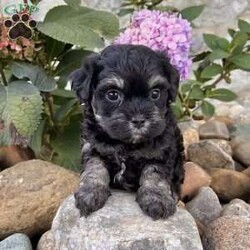Cookie/Havanese									Puppy/Female	/11 Weeks,Meet Cookie – The Adorable Black & Tan Havanese Treasure! Cookie is a purebred AKC registered Havanese puppy with a beautiful black and tan coat and big, soulful eyes that are impossible to resist. Her sweet and playful nature makes her the perfect little companion for any home. Details: • Birthdate: September 12, 2025 • Color: Black & Tan • AKC Registered • Microchipped • Up to date on all shots & dewormings • Comes with a health guarantee Cookie has been family raised and well socialized, ensuring she’s friendly, confident, and ready to bond with her new family. She’s full of personality and charm—sure to bring warmth and happiness wherever she goes. Delivery available right to your door! Make Cookie yours today—an irresistible little Havanese ready to fill your home with love and laughter.