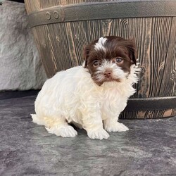 Annie/Havanese									Puppy/Female	/11 Weeks,Meet Annie – The Chocolate & White Havanese Sweetheart! Annie is a beautiful purebred AKC registered Havanese puppy with a stunning chocolate and white coat and those classic expressive eyes that melt hearts instantly! Details: • Birthdate: September 7, 2025 • Color: Chocolate & White • AKC Registered • Microchipped • Up to date on all shots & dewormings • Comes with a health guarantee Annie is family raised and well socialized, making her the perfect addition to any loving home. She’s playful, affectionate, and ready to bring joy to your family! Delivery available right to your door! Don’t wait—Annie won’t stay available for long!