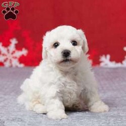 Frosty/Bichon Frise									Puppy/Male	/9 Weeks,Meet sweet little Frosty! A purebred Bichon Frise boy that will fill your home and heart with love. He’s active, playful, and loves both adults and children. He was born on October 18 to Mom Leia and Dad Zuri. Mom weighs 12 lbs and Dad weighs 14 lbs so we expect Frosty to weigh approximately 12 and 14 lbs full grown. Both parents are AKC registered. Frosty is up to date on all his vaccines and dewormer to keep him happy and healthy! A 30 day health guarantee is provided for Frosty. A small bag of food along with his paperwork, and a few essentials will be sent along with Frosty to his new home. If you would like to put a deposit on him or come see him in person or have any questions about him feel free to call or text… and we’ll be happy to help you out! Delivery to your home is available for an additional fee.