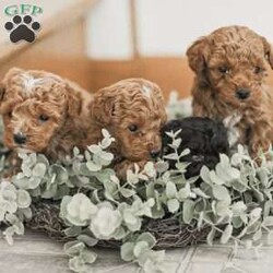 Leroy/Toy Poodle Mix									Puppy/Male	/6 Weeks,Meet our Sweet Toy Poodle Puppies! They are very easy going and perfect playmates for our children! They would make a perfect lap dog and they do very well with children! 