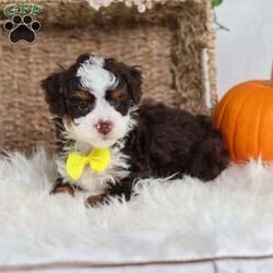 Flax/Mini Bernedoodle									Puppy/Male	/25 Weeks,Flax is a chocolate-coated micro Bernedoodle with a personality as rich and inviting as his fur. Curious, playful, and affectionate, Flax brings energy and warmth to every room he enters. His soft, hypoallergenic coat makes cuddles cozy and safe, perfect for snuggling after a busy day of play.