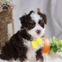 Flax/Mini Bernedoodle									Puppy/Male	/25 Weeks,Flax is a chocolate-coated micro Bernedoodle with a personality as rich and inviting as his fur. Curious, playful, and affectionate, Flax brings energy and warmth to every room he enters. His soft, hypoallergenic coat makes cuddles cozy and safe, perfect for snuggling after a busy day of play.