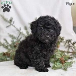 Flynn/Miniature Poodle									Puppy/Male	/10 Weeks,Our Mini Poodle puppies are intelligent, affectionate, and full of cheerful energy—everything you could hope for in a loving family companion. These sweet little pups are currently looking for loving homes where they can continue to grow and share their gentle, playful personalities. Raised in a caring family environment, they are well-socialized with children and other pets, helping them develop into confident, friendly, and well-mannered dogs.