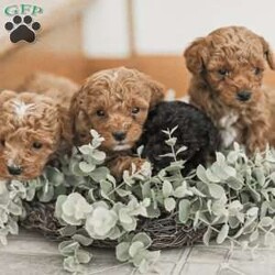 Leroy/Toy Poodle Mix									Puppy/Male	/6 Weeks,Meet our Sweet Toy Poodle Puppies! They are very easy going and perfect playmates for our children! They would make a perfect lap dog and they do very well with children! 